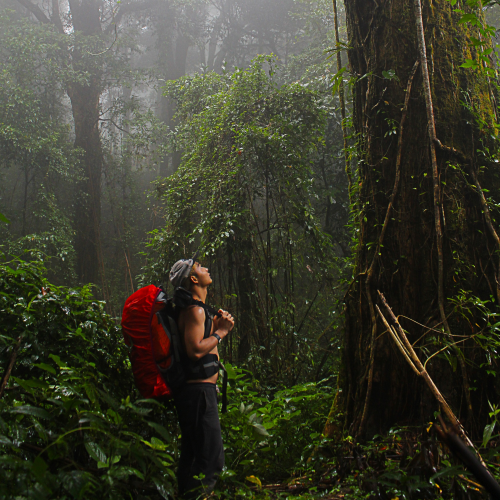 a girl on green lush forest in uganda in a gorilla trek