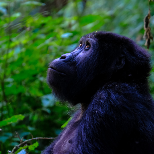 Gorilla in Rwanda