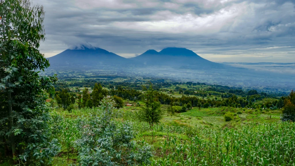 Volcanoes National Park Rwanda