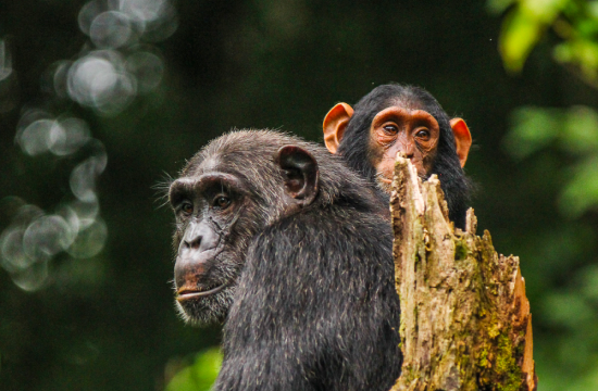 Chimpanzi trekking safaris with uzuri uganda safaris