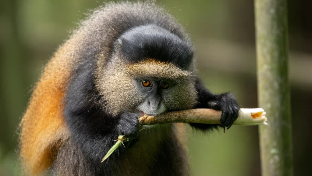 66fa91111b968 golden monkey2