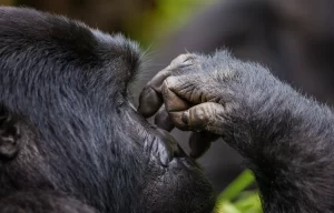 Uganda and Rwanda gorilla trekking