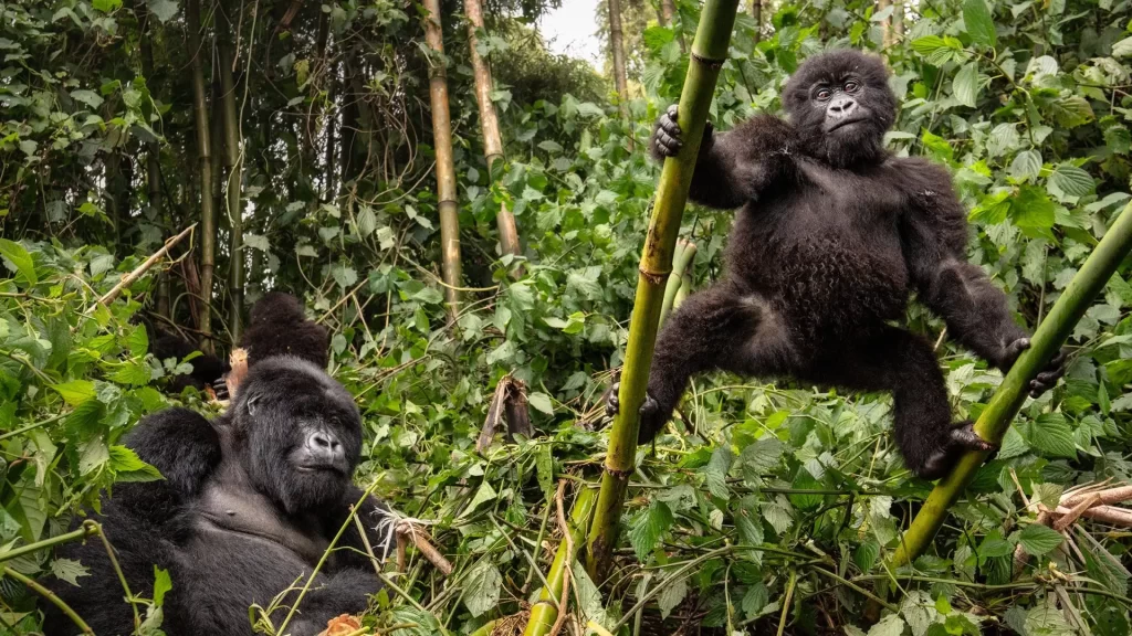 14 Days Mount Rwenzori Hike and Gorilla Safari Kilembe Route