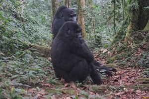 Uganda Gorilla Habituation Experience