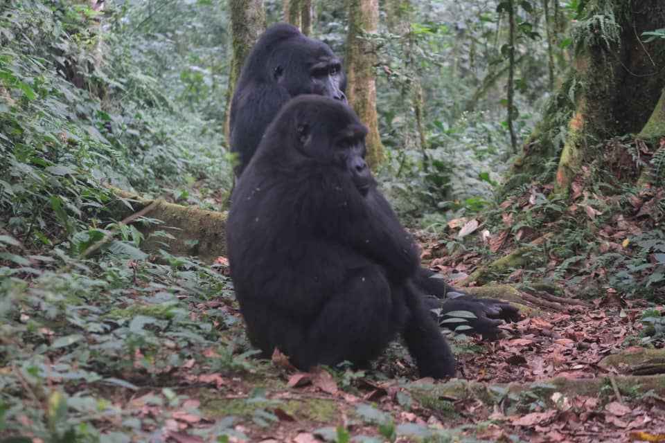 Uganda Gorilla Habituation Experience