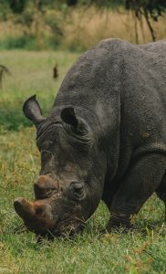 White rhinos eats grass in Uganda National Park