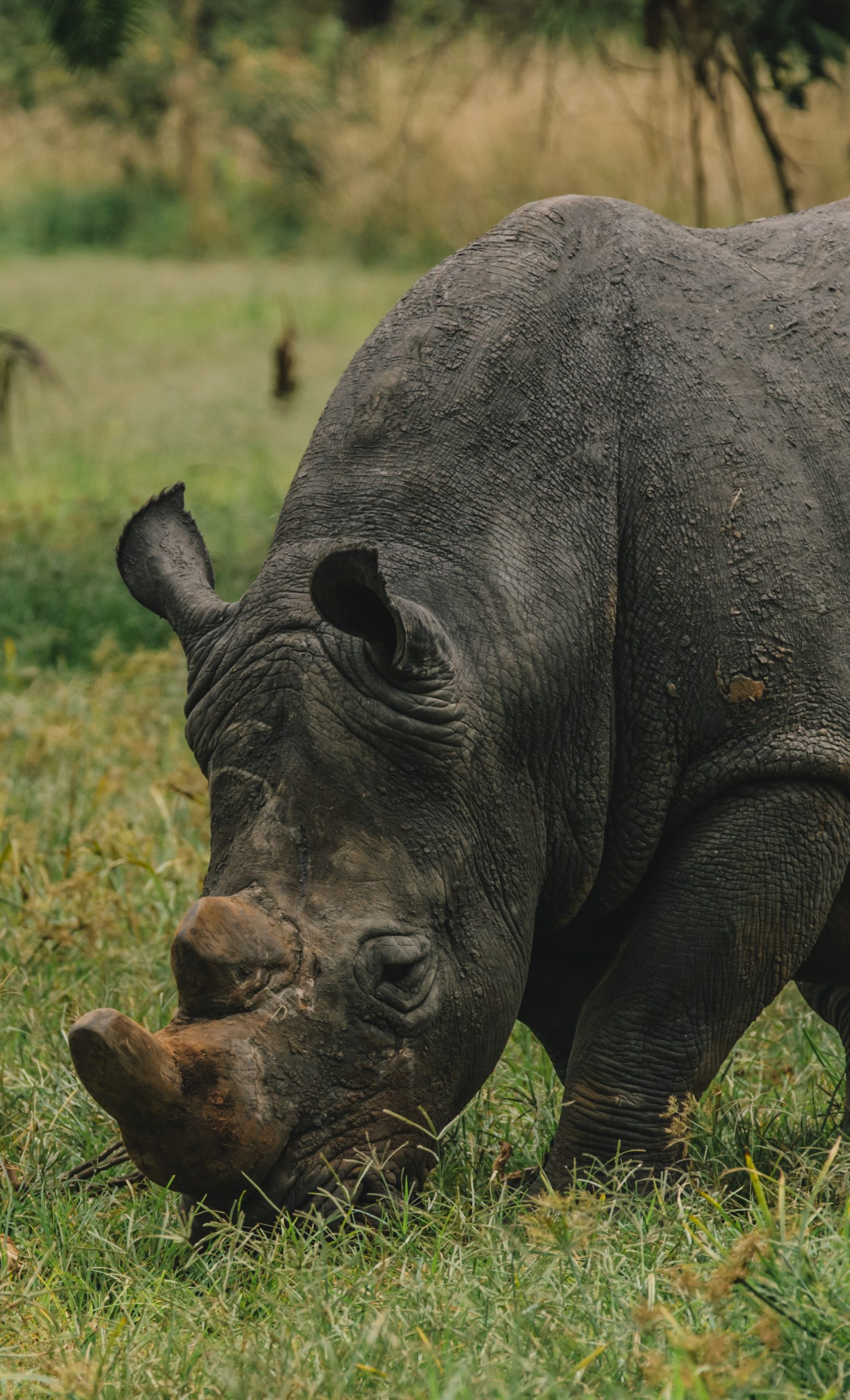 White rhinos eats grass in Uganda National Park