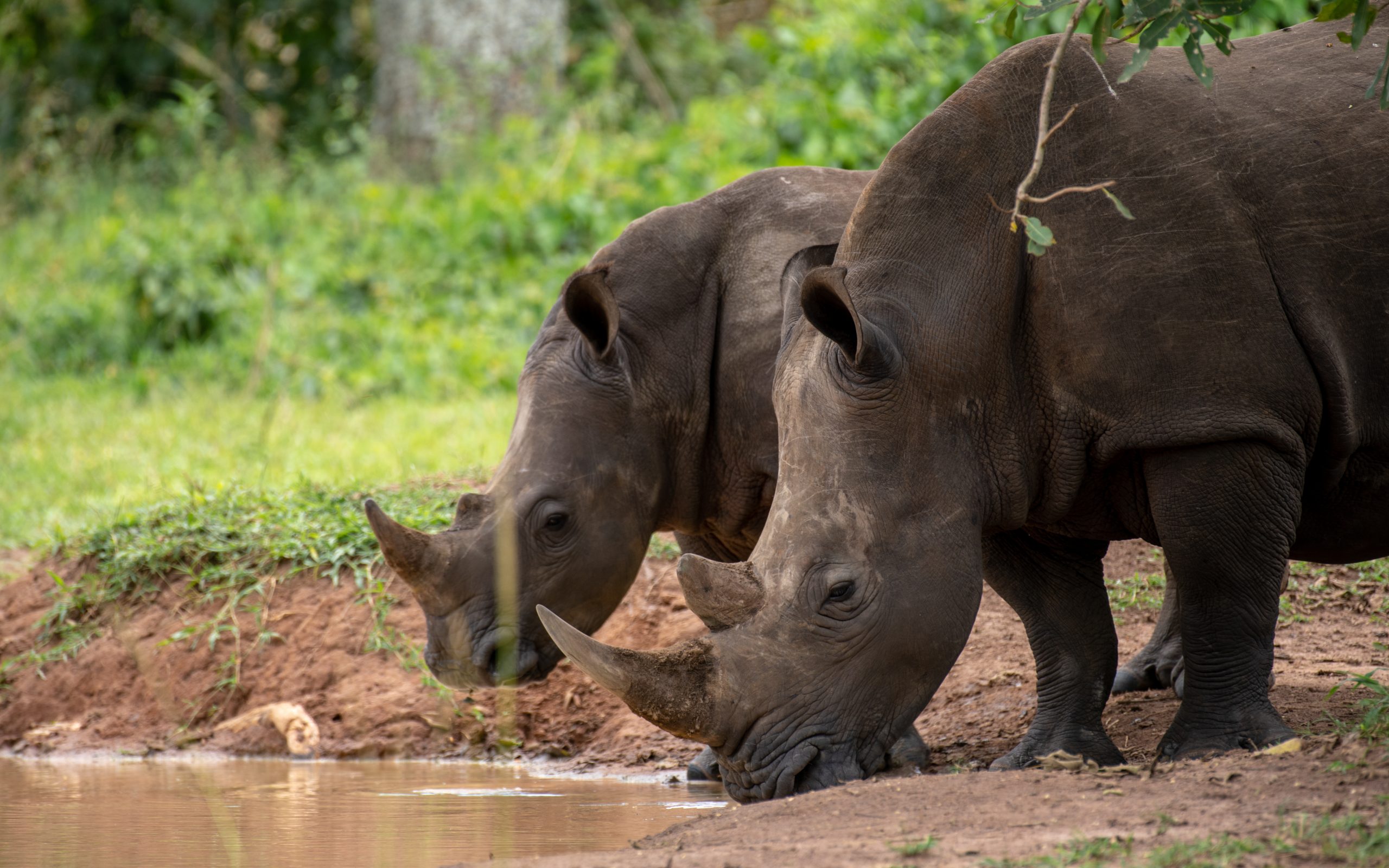 White rhinos drink from pond in Uganda National Park
