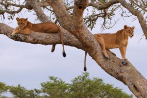 Ishasha tree climbing-lions resting