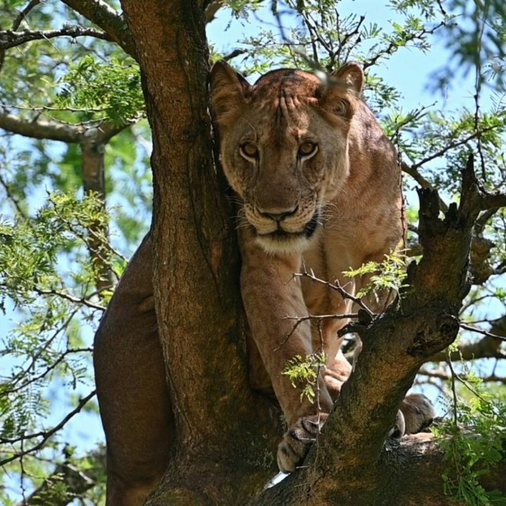 Ishasha tree climbing-lion in a shade