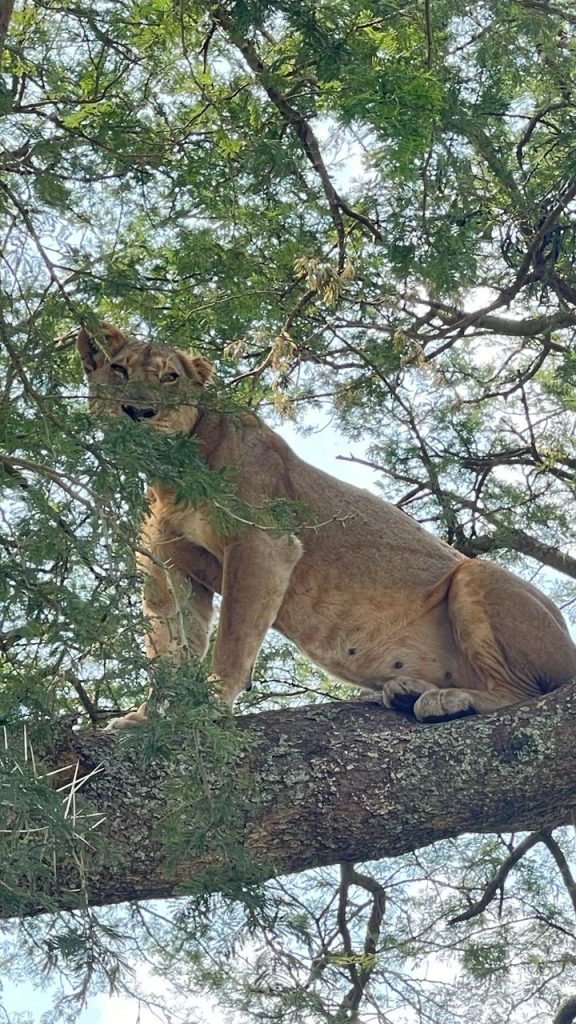 Ishasha tree climbing-lions waiting