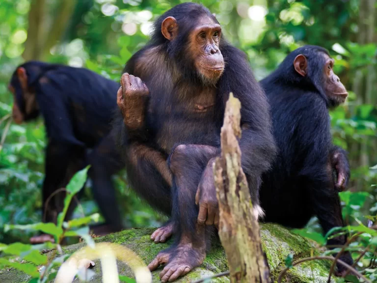 11 Days Best of Rwanda Primates & Wildlife Safari