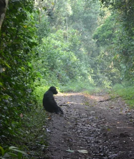 Kibale Forest National Park 