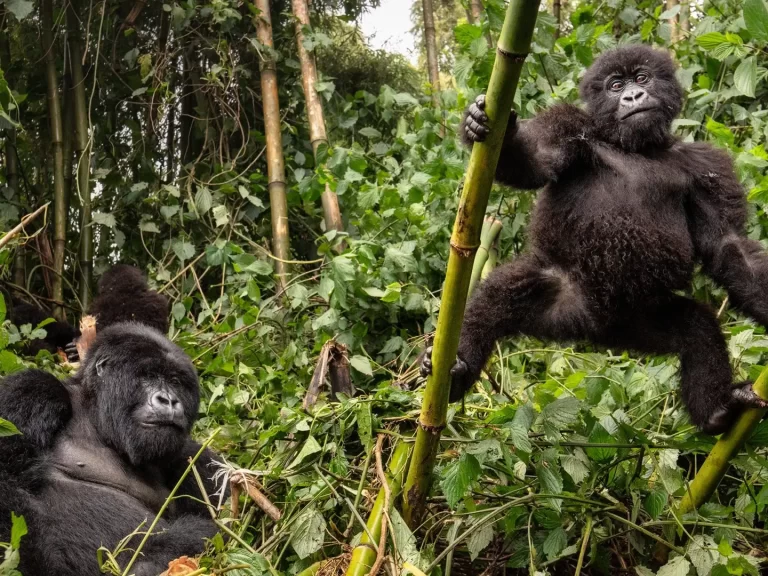 14 Days Mount Rwenzori Hike and Gorilla Safari Kilembe Route