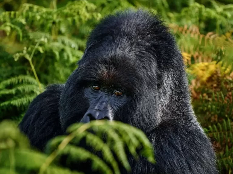 20 Days Uganda Rwanda Combo - Game, Apes & More
