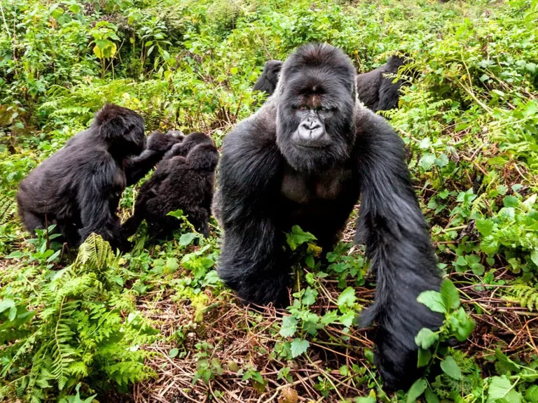 6 Days Rwanda Gorillas & Wildlife Safari 