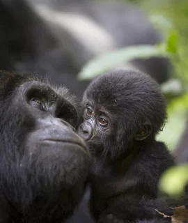 gorilla trekking_a baby mountain wild gorilla kisses his mother