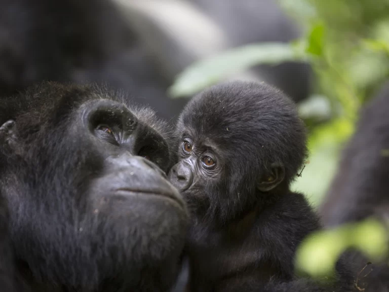 66fa5e4bf0f18_A baby mountain wild gorilla kisses his mother 2