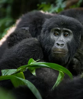 uganda gorilla safari - mama gorilla