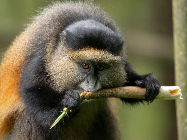 66fa91111b968_golden monkey2 66fa91111b968_golden monkey2