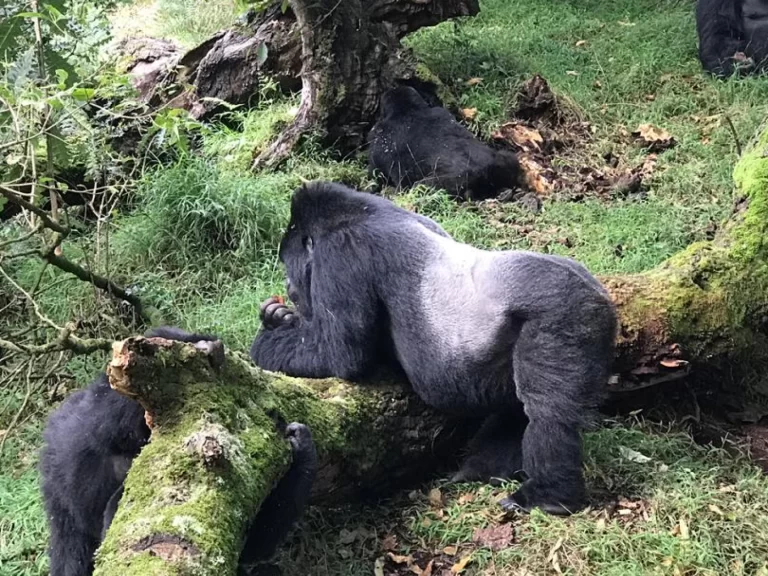 66fa937ca288a_silverback