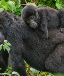 66fa93f668244_A female mountain gorilla with a baby. Uganda. Bwindi Impenetrable Forest National Park