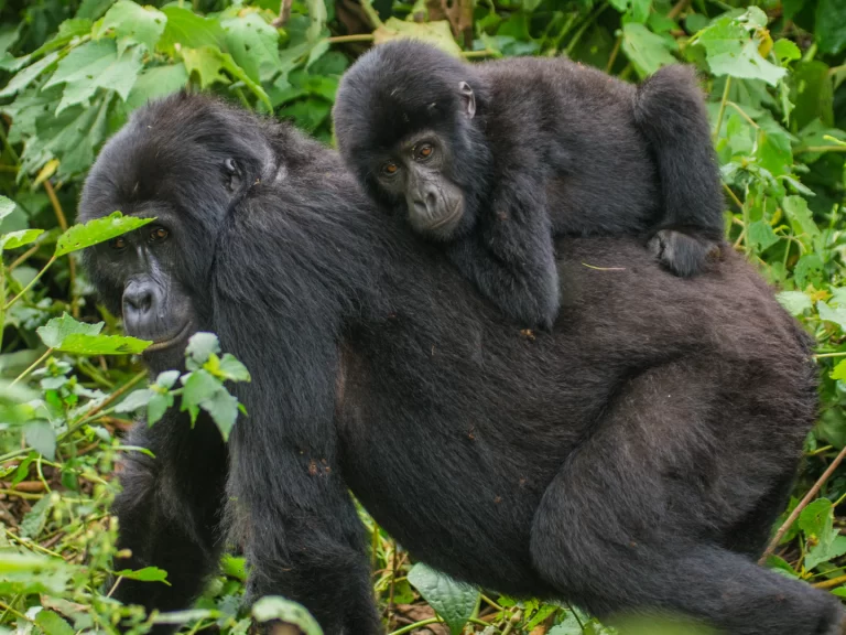 66fa93f668244_A female mountain gorilla with a baby. Uganda. Bwindi Impenetrable Forest National Park