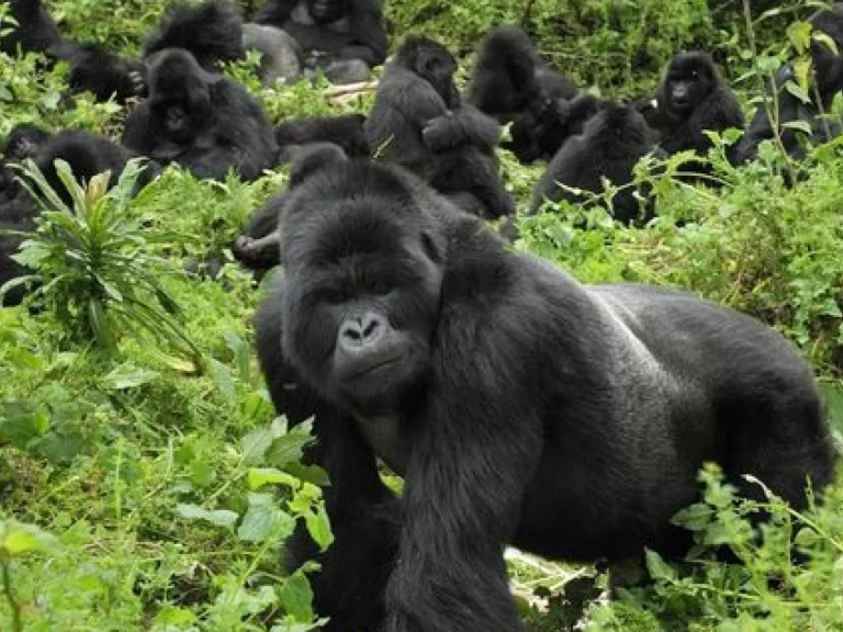 66fa9611c663e_silverback & fam