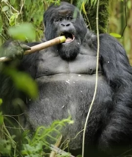 rwanda gorilla safari - gorilla eating
