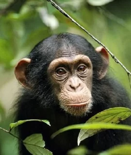 rwanda gorilla safari - baby chimpanzee
