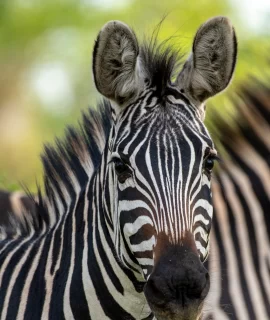 rwanda safari - zebras