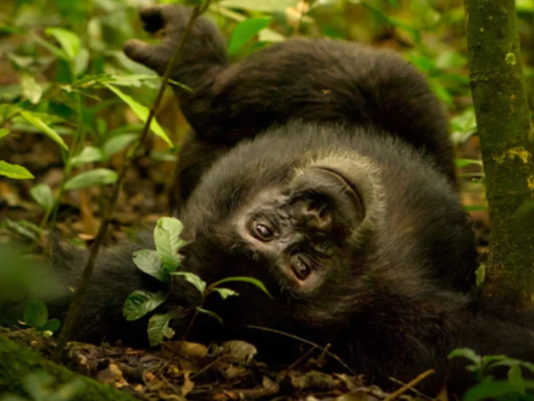 66faa84d57452_chimp trekking