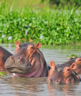 rwanda uganda wildlife safari - black hippopotamus