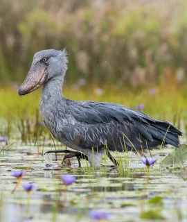 66fab72c4ba04_The Shoebill, Balaeniceps rex