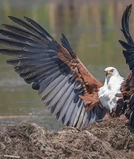 6703d7d915439_African Eagle