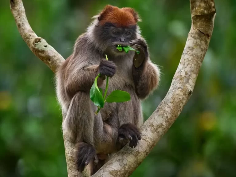 9 Days Rwanda Uganda Combo – Primates Adventure Safari