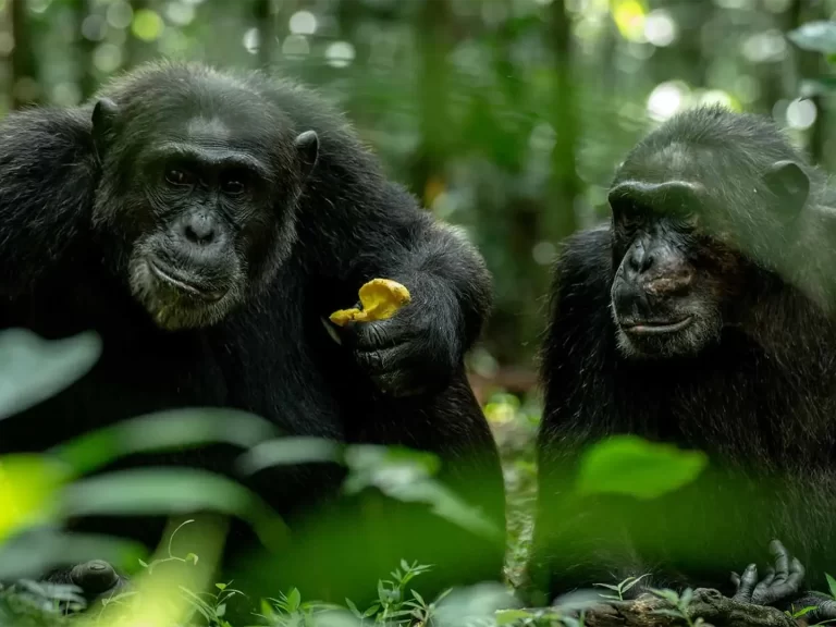 9 Days Uganda Primates Habituation