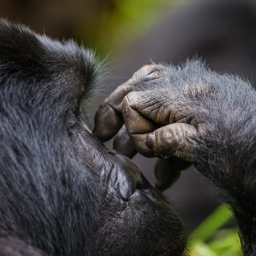 Uganda and Rwanda gorilla trekking