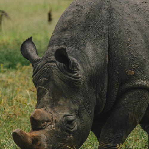 White rhinos eats grass in Uganda National Park