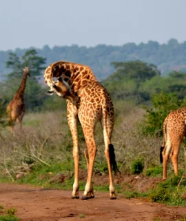 Akagera_National_Park_-_giraffes_1