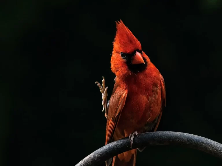 Albertine Rift Endemics Uganda Birding Safari
