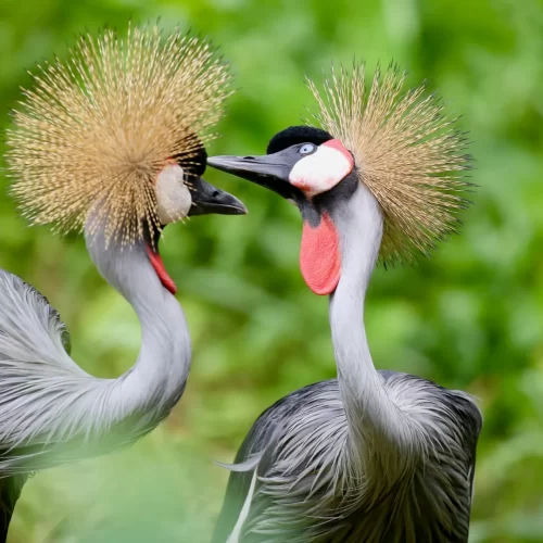 Birds of Uganda - The Grey Crowned Crane