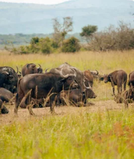 Buffaloes_in_Akagera_national_park