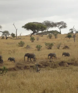 Elephants_in_Akagera_National_Park