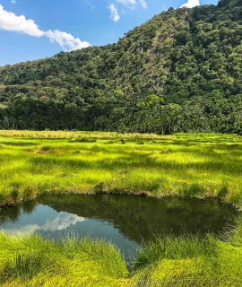 Flat_lash_plains_of_semiliki_national_park