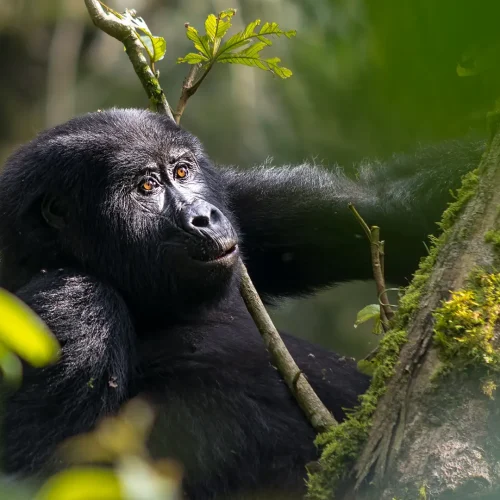 GORILLA TRACKING