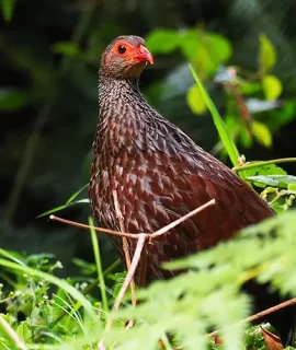 Handsome-Francolin