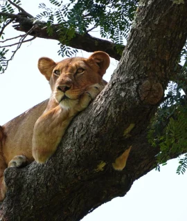 uganda rwanda safaris-lion on a tree