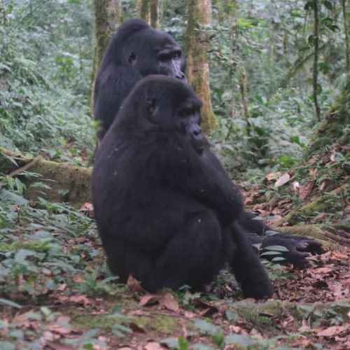 Uganda Gorilla Habituation Experience