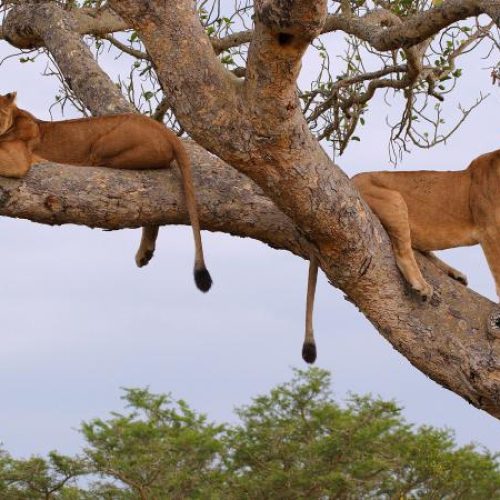 Ishasha tree climbing-lions resting